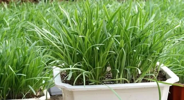 西芹和芹菜的区别，西芹和芹菜的区别图片（10种“省心菜”）