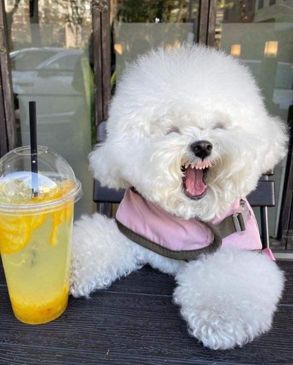 比熊一生认几个主人,怎么判断比熊脾气好不好(养"比熊犬"是什么体验呢