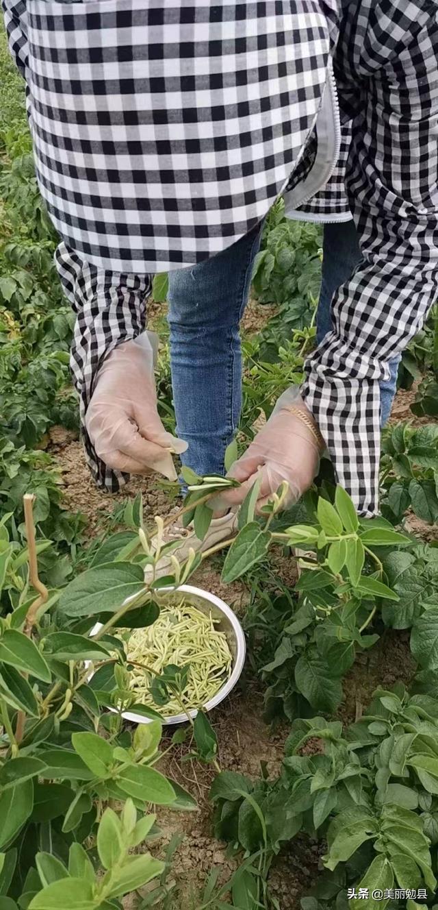 金银花种植前景如何，金银花种植前景如何 市场前景（金银花里摘“金银”）