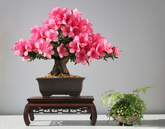 杜鹃花耐寒吗，你只需做好这几点