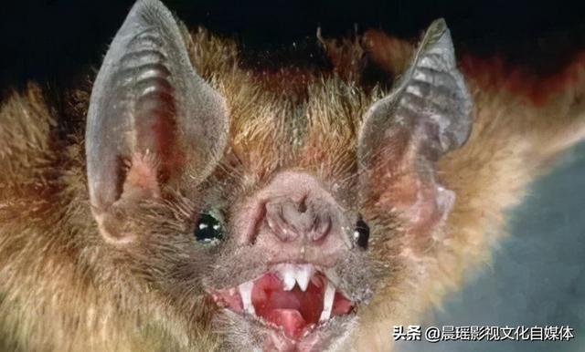 亚马逊热带雨林的危险动物，热带雨林有什么危险的动物（世界上最危险的亚马逊丛林）