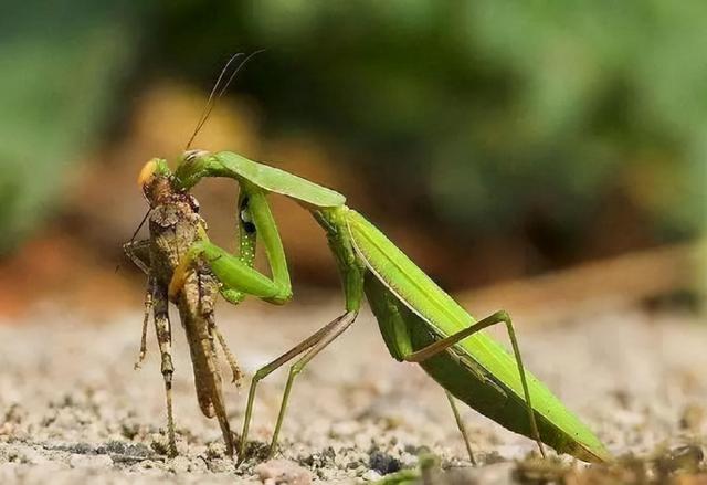 蝉是益虫还是害虫，蝉为什么只能活七天（这些虫子都是好的）