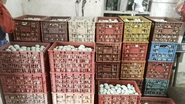 正规的养鸭合作公司，养鸭子赚钱吗（新手养鸭必读）