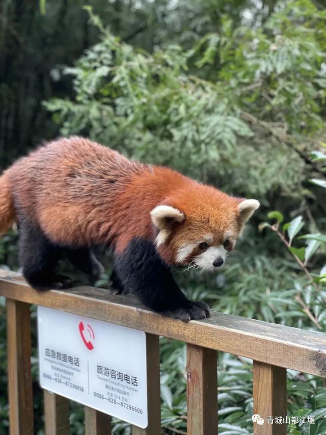 都江堰熊猫乐园，都江堰大熊猫乐园（都江堰10大绝美打卡地来袭）