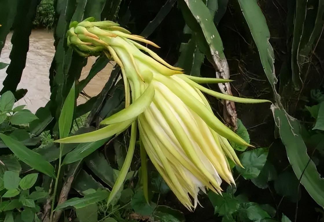 干的霸王花多少钱一斤(它叫) - 价格百科