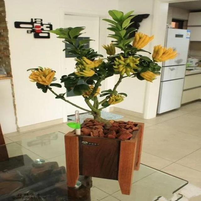 佛手果多少钱一斤，佛手多少钱一斤（年收入几十万不是梦）