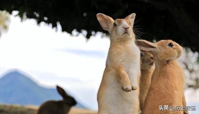 世界上最珍贵的动物，世界十大珍稀动物（1831年英国男子为了打猎）