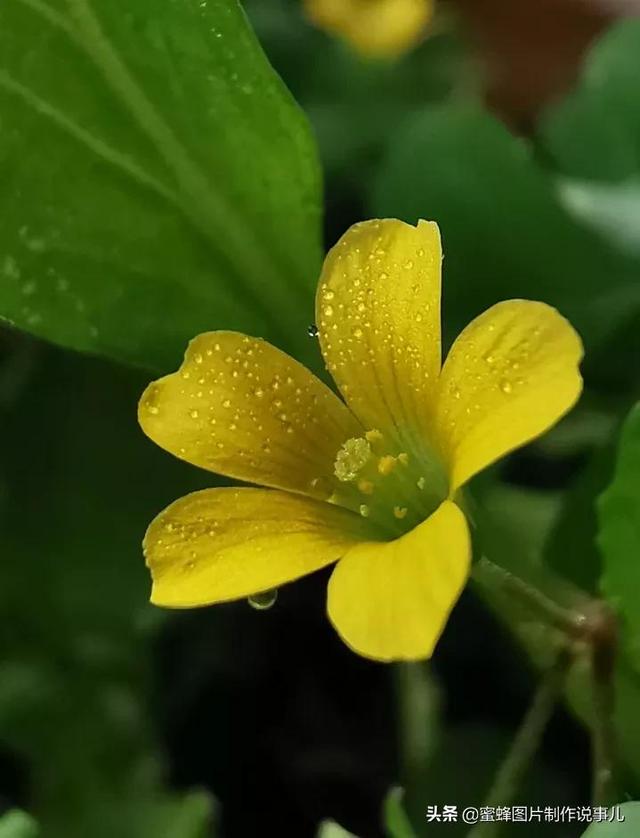 美图，可做壁纸，可以做壁纸的图片 唯美（愿你的生活像花一样灿烂）