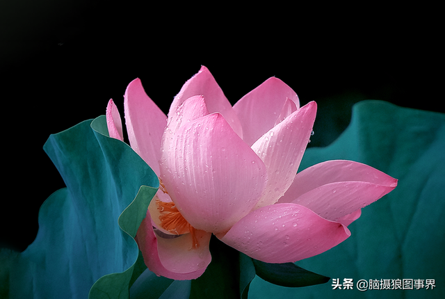 拍照片基本技巧，拍照片基本技巧和方法（可以提升照片的美感）