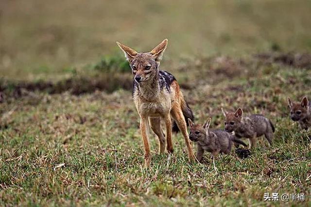 战力最强的老虎，老虎的战斗力排第几（豺狼虎豹中的豺究竟有多厉害）