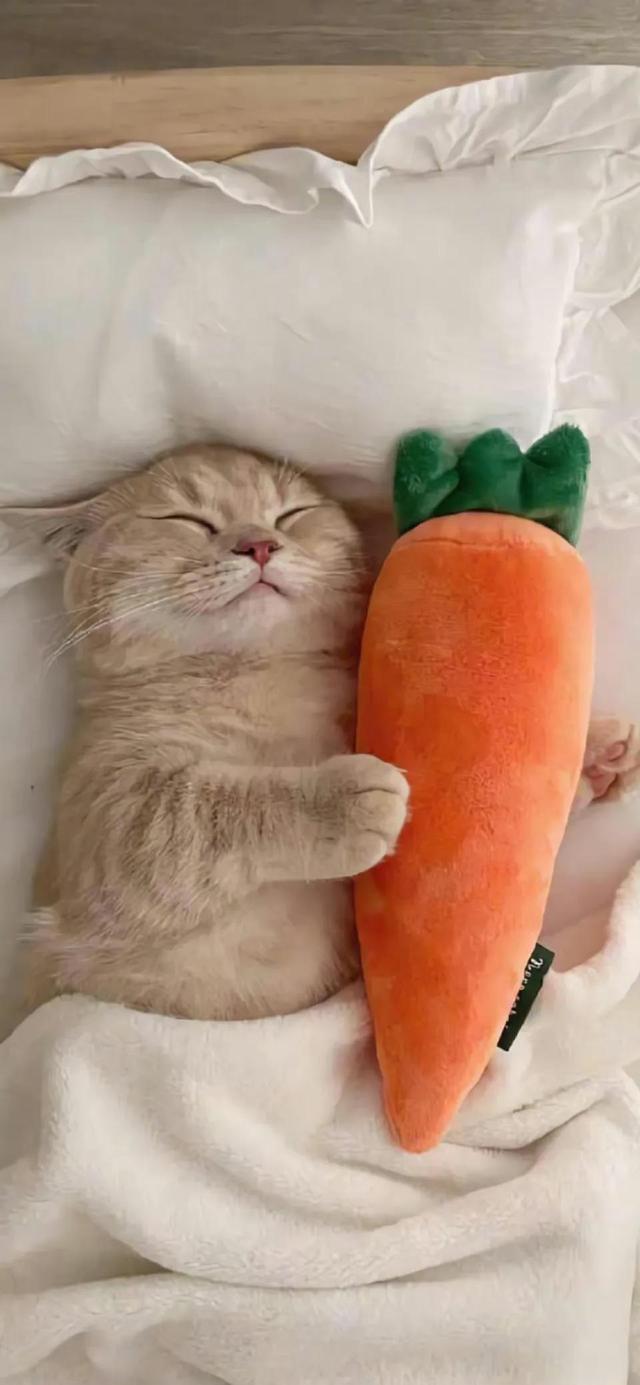 小猫可爱图片，小猫可爱图片 呆萌（猫咪壁纸‖好可爱呀）