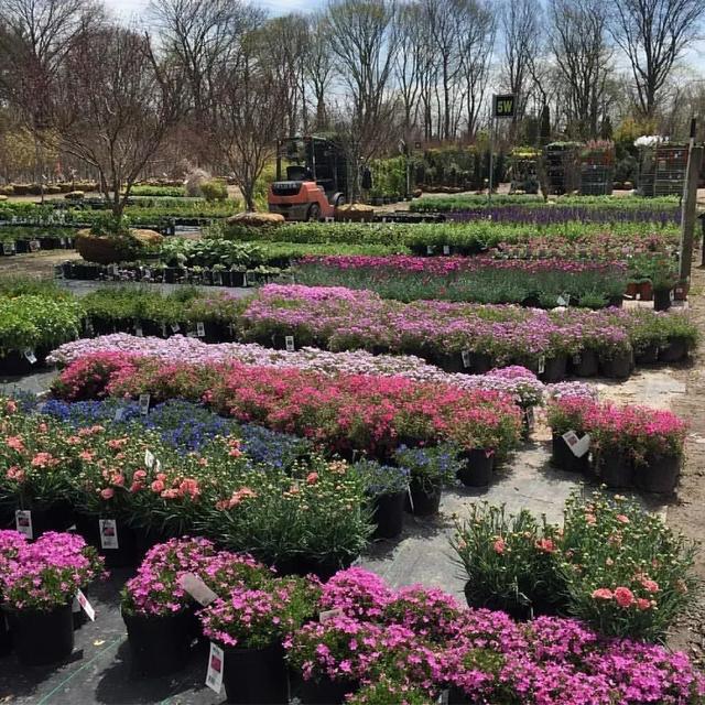 向日葵泰迪熊种子，夏天收获一片花海