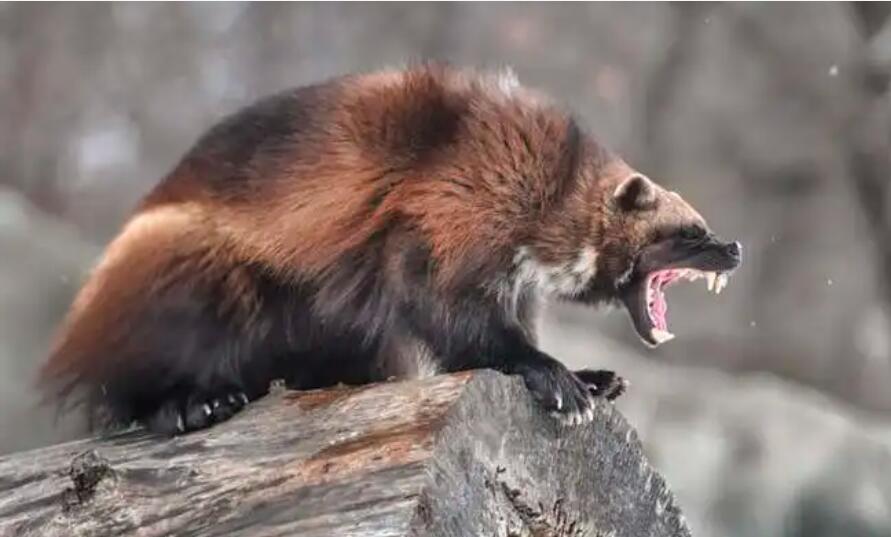 狈是什么动物,"狼狈为奸"中的狈-生肖-荣耀易学