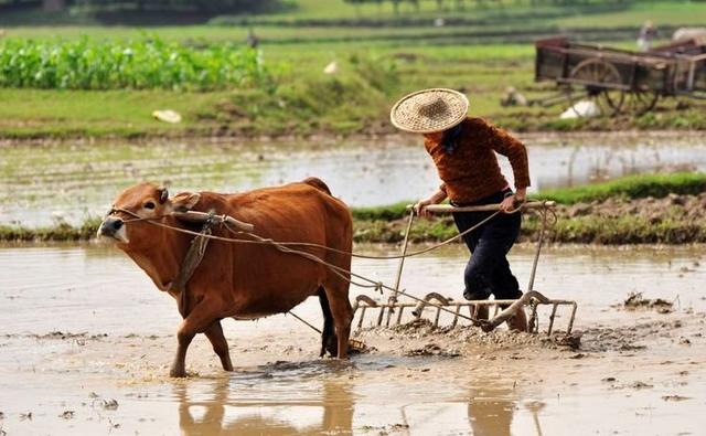 粮食大涨价预示着什么，粮食大涨价预示着什么问题（粮价大涨，3类农民后悔了）