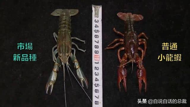 小龙虾属于海鲜类吗，小龙虾是海鲜吗（龙虾：从小龙虾到大花龙）
