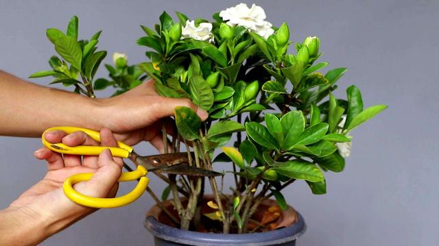 栀子花的养殖方法，栀子花的养殖方法要点（保准你的栀子花养开花）
