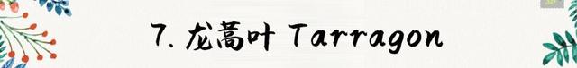 迷迭香是什么，西餐中常用的15种香料和香草（迷迭香是什么时候出的）