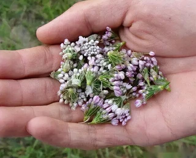 山韭菜（野生山韭菜，晒干200元每斤（野生山韭菜图片）