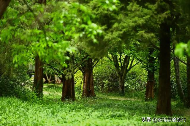 南京什么山最好玩，南京有哪些山值得一去（必游南京这座大山）