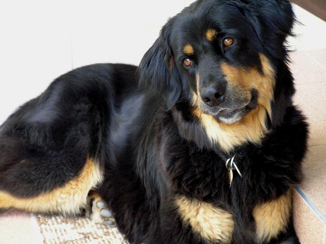 十大适合家养的大型犬，十大适合家养的大型犬短毛（几种可爱\
