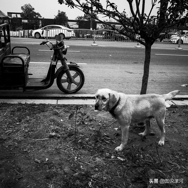 宠物市场在哪里，成都的宠物狗市场在那里呀（漯河宠物市场印象）