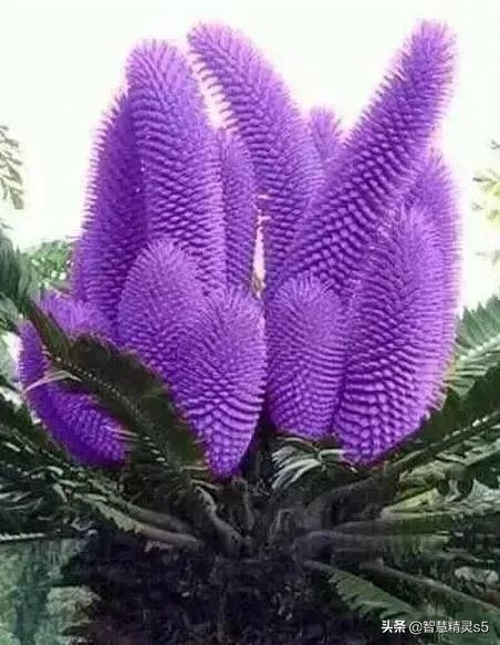 铁树开花的方法，铁树开花的方法有哪些（铁树开花了，也有芬芳的一天）