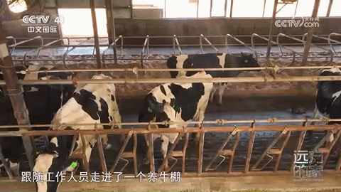 巴彦淖尔六大美食，你好，我叫巴彦淖<nào>尔