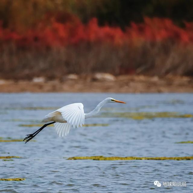 沧海桑田的沧海是哪个海，“沧海桑田”（渤海，越来越小了，地球知识局）