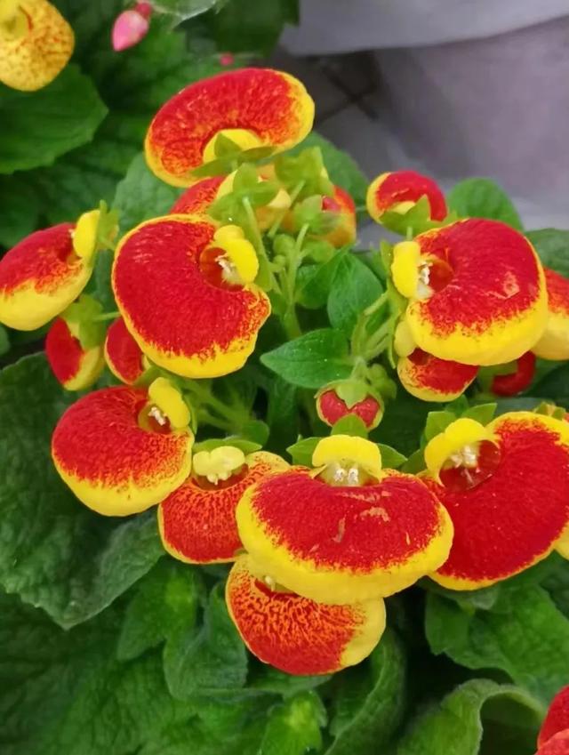 春天开的常见的花，春天开的常见的花图片（超齐全的播种时间表）