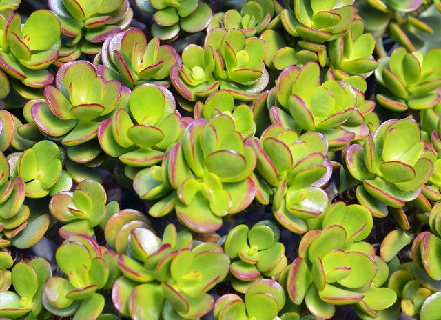 松树的寓意象征是什么，松树摆件寓意是什么（5种树寓意积极向上）