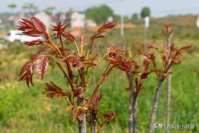 香椿芽的种植方法，从播种育苗到管理采收