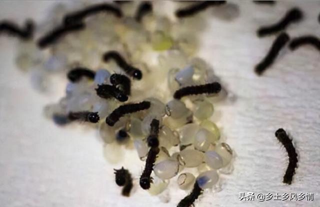 刚产下的蚕卵是什么颜色，蚕卵是什么样的（蚕的生长过程）