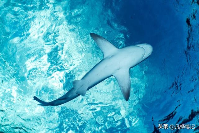 水下摄影注意什么，水下婚纱摄影（初学者的10个水下摄影技巧）