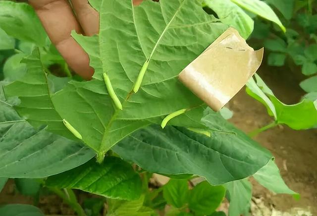 桂花蝉是不是蟑螂，桂花蝉是不是蟑螂的（还有5种小动物也能卖钱）