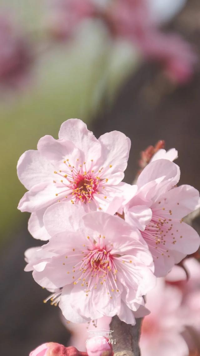 花开见佛的意思，花开见佛的意思和造句（鉴真樱花季 ， 花开见佛）