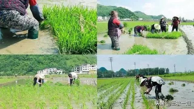 下旬指的是什么时候，下旬指的是几号（为啥谷雨在“月尾”会不好呢）