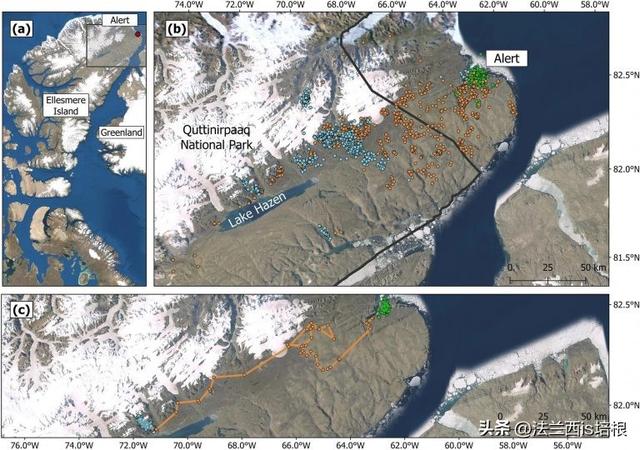 兔子冬眠吗，野生兔子冬眠吗（这只兔子49天跑路388公里）