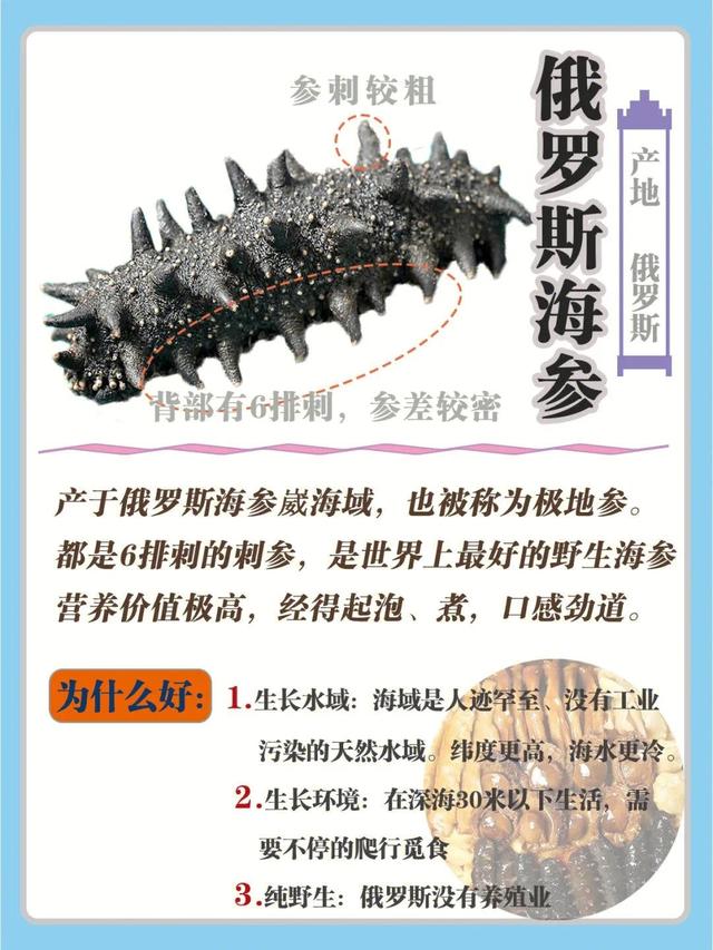 发好的海参怎么保存，泡发的海参如何保存（常见的海参，今天一次性讲清楚）