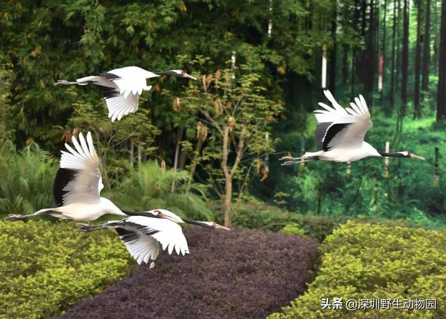 深圳世界之窗门票多少钱一张，深圳世界之窗晚上门票多少（动物园\u0026世界之窗/欢乐海岸水秀）