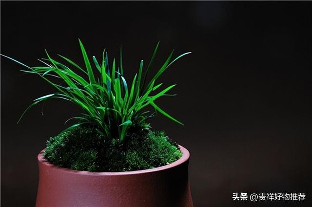 常见水生浮水植物有哪些，浮水植物有哪些品种（避免室内空气过于干燥）