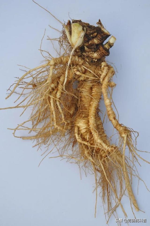 曼陀罗花的图片，曼陀罗花是什么（301味中药材的原植物彩色图谱）