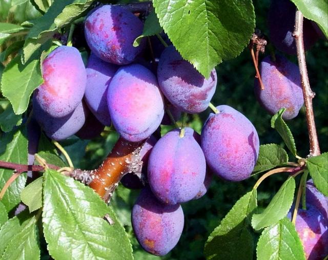 中国稀有水果，中国稀有水果名称大全（盘点世界上最稀有的6种水果）