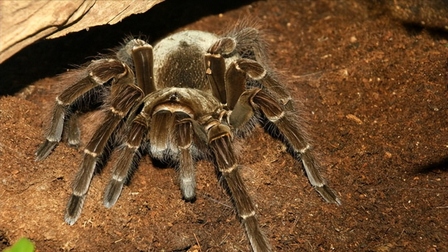 世界上最吓人的蜘蛛图片