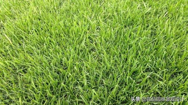 常见小区绿化100种植物，常见绿化树木名称及图片大全（9种私家庭院草坪种类推荐）