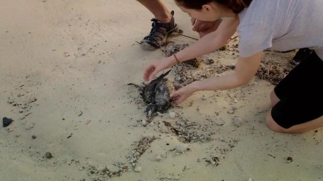 支付宝蚂蚁森林，支付宝有多少蚂蚁森林种树（支付宝“蚂蚁森林”被曝大面积污染环境）