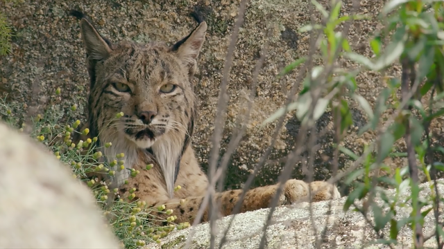 藏獒和狼谁厉害，【藏獒和狼谁厉害】藏獒和狼谁更厉害战斗力对比（新一代“森林之王”猞猁）