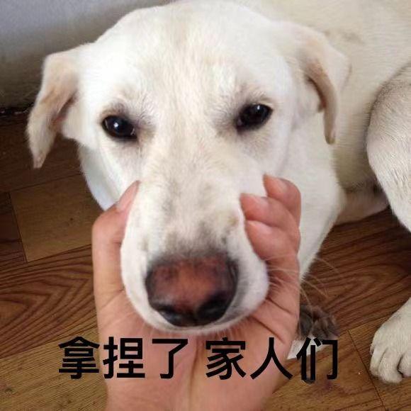 狗狗能吃糯米吗，狗狗最忌讳吃什么食物（这些东西可要小心了）