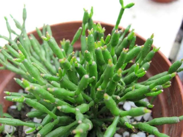 节节草治痔疮，节节草有什么功效（这些植物打着“光棍”活着）