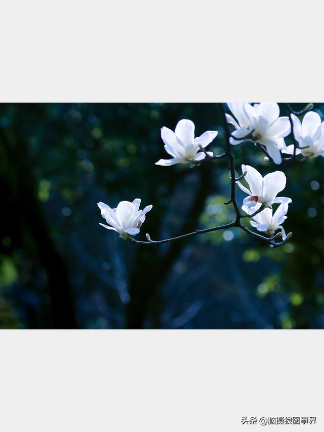 浪漫之花朵，一朵鲜花的浪漫（实拍26张玉兰花的照片图片）