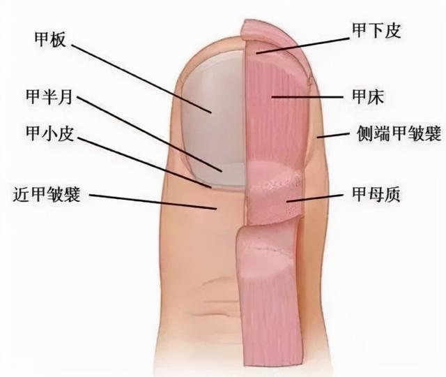 做美甲和涂指甲油哪个危害大，涂指甲油和做指甲哪个危害大（竟隐藏着这么多的风险）